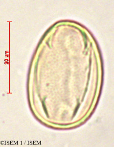 Adenocarpus hispanicus - lame n° 27855